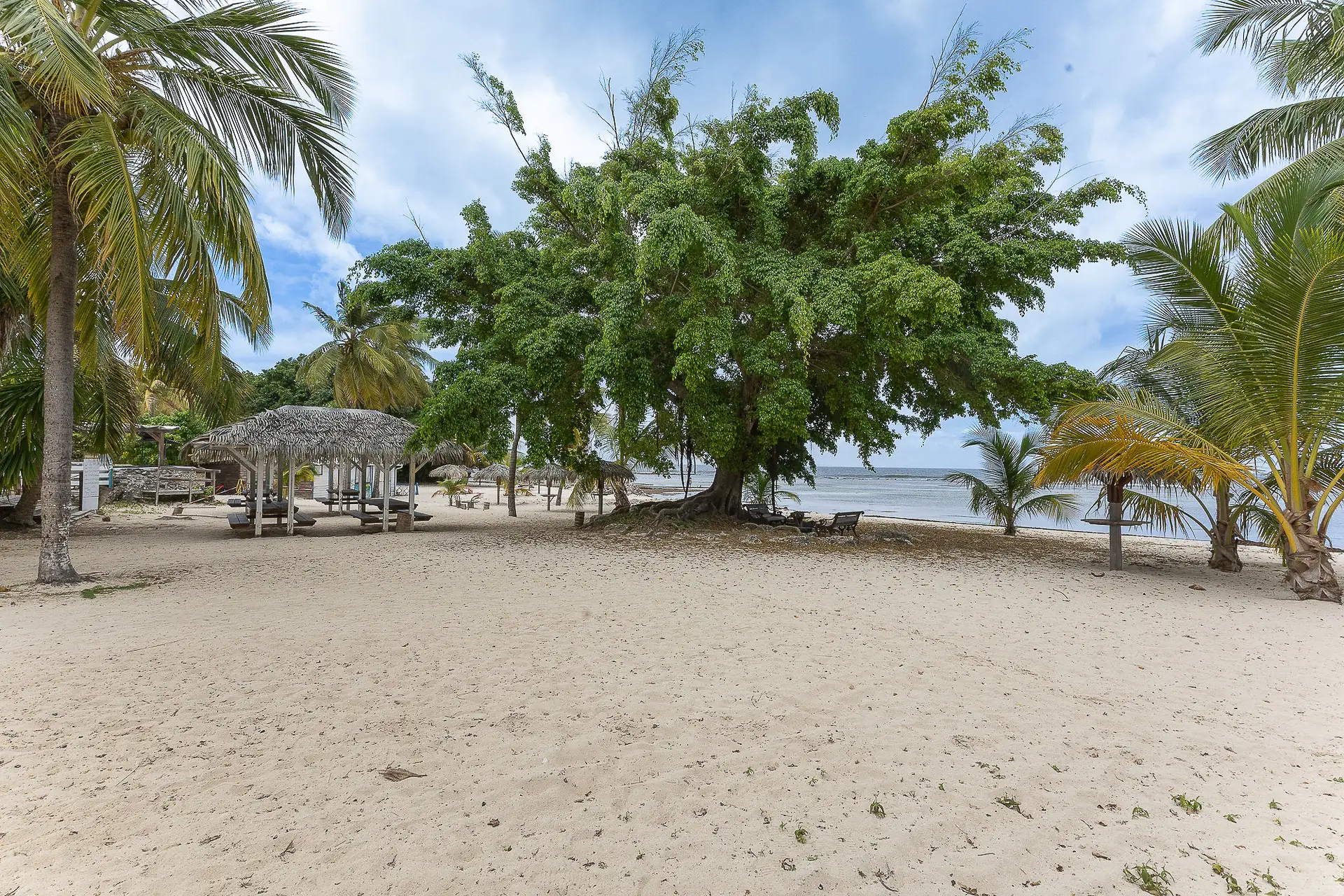 Plage tropicale bordée de palmiers à l’Anse des Rochers